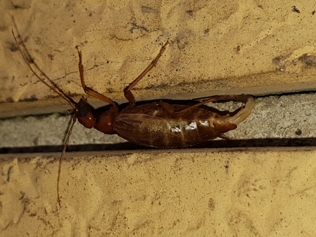 Vesperidae?  S, Vesperus luridus